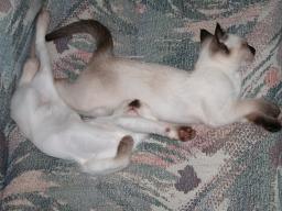 kittens - 071307 10